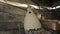 Interior of an old rustic wooden barn with a hive of wild bees, basket