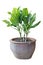 Interior and outside plant tree in a pot isolated on white background for interior design house plant pot design, clipping path i