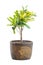 Interior and outside plant tree in a pot isolated on white background for interior design house plant pot design, clipping path i