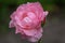 Interior photo of pink rose. Garden roses, ornamental, popular flowering plants in the world. Large size of flower, wide range of