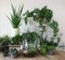 Interior with plants in living room with decorations on the table Stylish composition of home garden industrial green interior. Ur