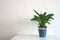 Interior potted peace lilies, home decor, white background