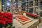 Interior of Saint Patrick`s Cathedral in New York City. Renovation Works in Progress. Christmas Decoration with Red Flowers