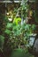 Interior of a small greenhouse with a lot of green houseplants. Boho style. Eclectic.