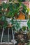 Interior of a small greenhouse with a lot of green houseplants. Boho style. Eclectic.