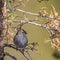 Interior West White-crowned Sparrow Zonotrichia