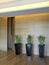 Interiors shots of a apartment in foreground thee black vases with Sansevieria