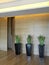 interiors shots of a apartment in foreground thee black vases with Sansevieria