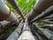 Interlaced Bamboo trees in San Salvador city