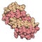 Interleukin 5 (IL-5) cytokine protein. A monoclonal antibody against IL-5, mepolizumab, is used in the treatment of asthma. 3D