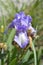 Intermediate bearded iris Arctic Fancy