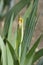 Intermediate bearded iris Season Ticket