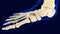 Intermediate Cuneiform Foot bone Anatomy For Medical Concept 3D