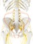 The Intermediate Dorsal Cutaneous Nerve