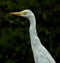 Intermediate Egret