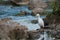 Intermediate egret Ardea intermedia in the Hiran river.