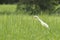 Intermediate Egret (Ardea intermedia) walking on green grass.