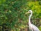 Intermediate Egret (Ardea intermedia) with yellow sunlight and green nature blurred background.