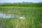 Intermediate Egret bird is at wetland