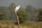 Intermediate Egret on Dead Tree