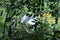 Intermediate egret Egretta intermedia
