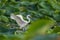 Intermediate egret flapping its wings