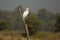 Intermediate Egret, Kanha, India