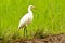 Intermediate egret or  median egret in a paddy field