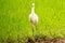 Intermediate egret or  median egret in a paddy field