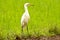 Intermediate egret or  median egret in a paddy field