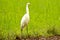 Intermediate egret or  median egret in a paddy field