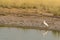 Intermediate egret or median egret or yellow billed egret is a medium sized heron with reflection in water at tal chhapar