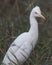 Intermediate egret portrait