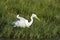 Intermediate Egret in Pottuvil, Sri Lanka