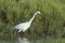 Intermediate Egret in Pottuvil, Sri Lanka