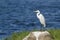 Intermediate Egret in Pottuvil, Sri Lanka