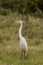 Intermediate Egret in Queensland Australia