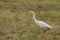 Intermediate Egret in Queensland Australia