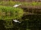 Intermediate Egret in Queensland Australia