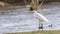 Intermediate Egret on Shore