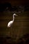 Intermediate egret wades through lake in shadows