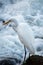 An Intermediate egret waiting for fish by the shallows.