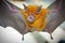 Intermediate Horseshoe Bat Rhinolophus affinis