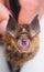 Intermediate Horseshoe Bat Rhinolophus affinis