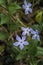 Intermediate periwinkle blue purplish flowers