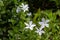 Intermediate Periwinkle Vinca difformis Pourr. flowering in Helston Cornwall