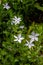 Intermediate Periwinkle Vinca difformis Pourr. flowering in Helston Cornwall