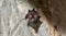 Intermediate roundleaf Bat Hipposideros cf. larvatus are staying in limestone caves.