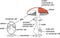 Internal and external structure of fruiting body of fly agaric Amanita muscaria mushroom