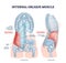 Internal oblique muscle with ribcage muscular system anatomy outline diagram